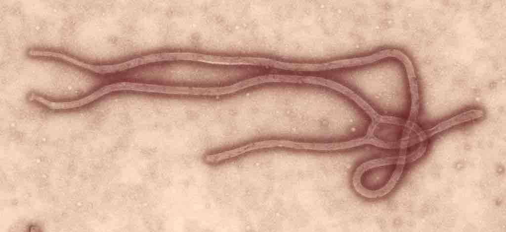 Le virus Ebola avait pris le nom d’une rivière en 1976